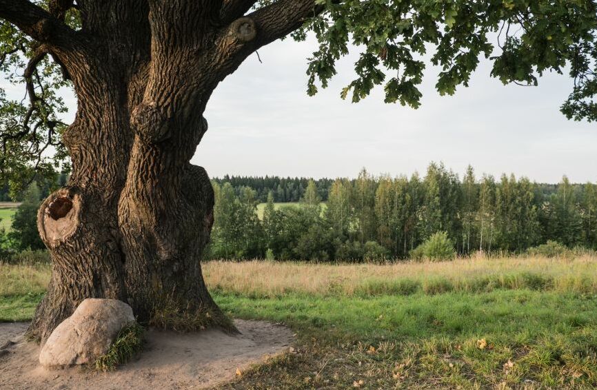 Картина на холсте Старый дуб, арт hd2143401