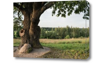 Картина Старый дуб