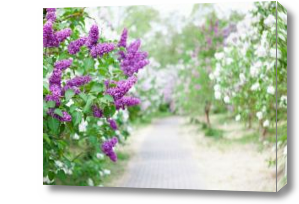 Картина Аллея с сиренью