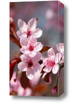 Картина Цветы сакуры